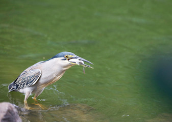 Mangrove Heron (Butorides striata, Butorides striatus), Mauritius, Indian Ocean, Africa.