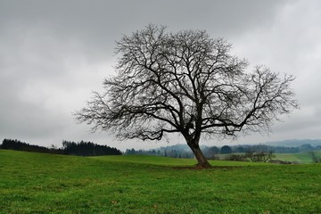 Winterlicher Obstbaum