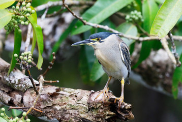 Mangrove Heron (Butorides striata, Butorides striatus), Mauritius, Indian Ocean, Africa.