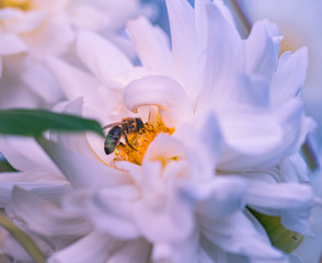 honey bee collecting pollen on white dahlia blossom in botanical garden; beautiful soft blurred petals