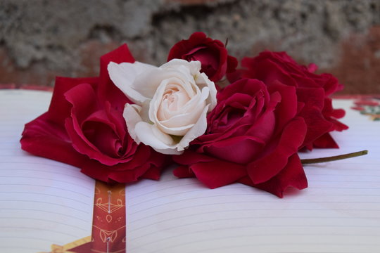 beautiful roses closeup hd images