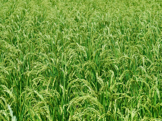 農作物　背景素材　テクスチャー