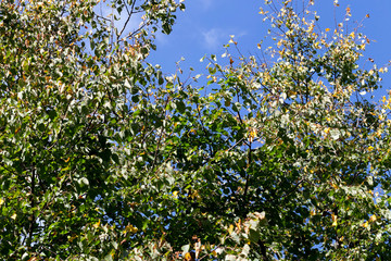 Fototapeta na wymiar autumn foliage on a tree