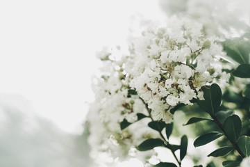 White Flower Crape Myrtles Lagerstroemia Indica