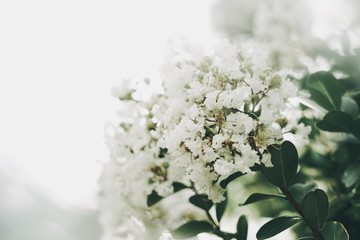 White Flower Crape Myrtles Lagerstroemia Indica