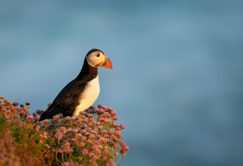 Atlantic puffin standing in pink thrift