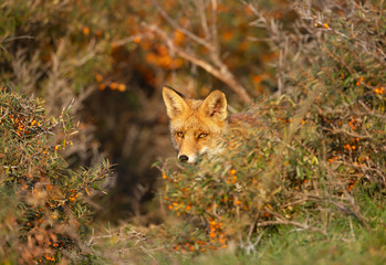 Close up of a red fox in autumn