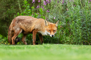 Naklejka na ściany i meble Close up of a red fox standing on grass