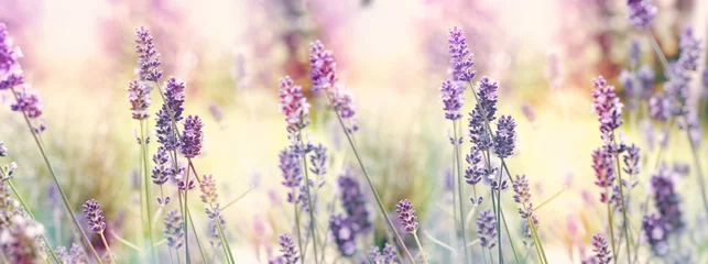 Fototapeten Selektiver und weicher Fokus auf Lavendel, blühende Lavendelblüten im Garten © PhotoIris2021