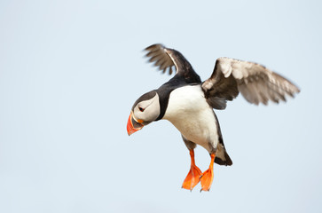 Obraz premium Close up of an Atlantic puffin in flight