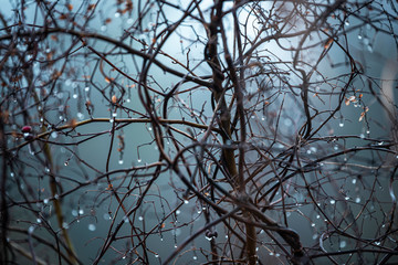 background, drops of water on the branches of a bush in heavy fog