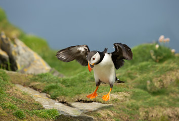 Close up of an Atlantic puffin in flight