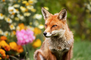 Naklejka na ściany i meble Close up of a red fox
