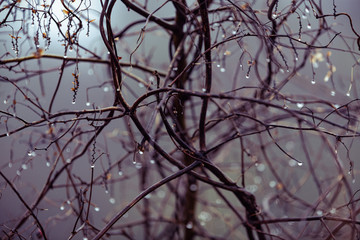 Obraz premium background, drops of water on the branches of a bush in heavy fog