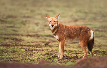 Close up of a rare and endangered Ethiopian wolf