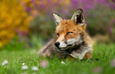 Naklejka na ściany i meble Close up of a Red fox lying on grass