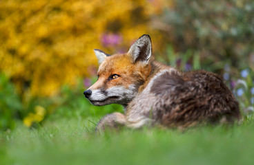 Close up of a Red fox lying on grass