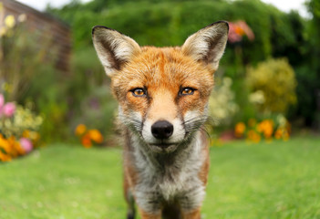 Naklejka na ściany i meble Close up of a red fox