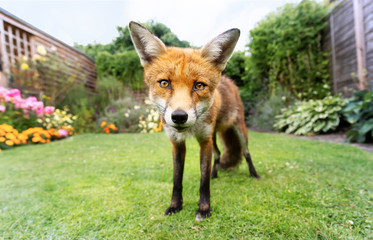 Red fox standing on the green grass in the garden