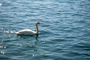 White swan floating in green lake for background, copy space
