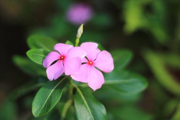Rosy Periwinkle or Madagascar Periwinkle