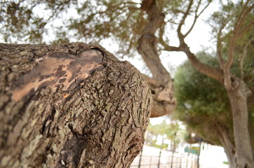 tree trunk in perspective