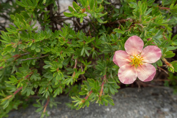 Lovely pink flower on green leaves background with copy space, wallpaper