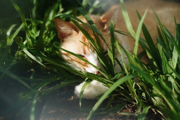 Gato amarelo deitado na grama