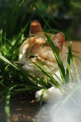 Gato amarelo deitado na grama