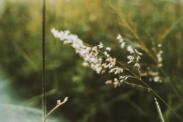 Folhas e mato na natureza