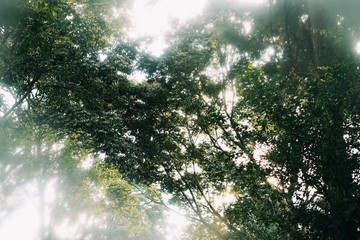 Árvore vista de baixo com folhas verdes e tempo nublado