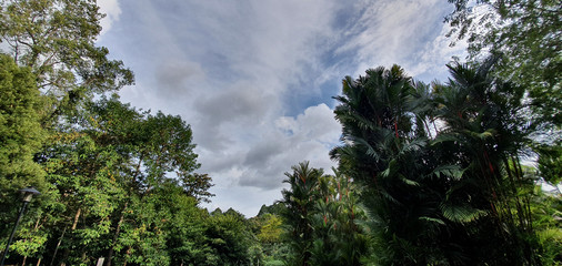 Obraz premium Trees in Singapore botanics