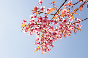 Pink Wild Himalayan cherry flowers on branch with blue sky (Thailand's sakura or Prunus...