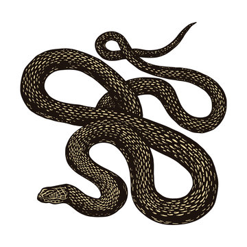 Python in Vintage style on a black background. Serpent or poisonous viper snake. Engraved hand drawn old reptile sketch for Tattoo, sticker or logo or t-shirts.