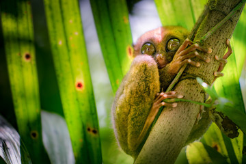 tarsier bohol philippines wildlife