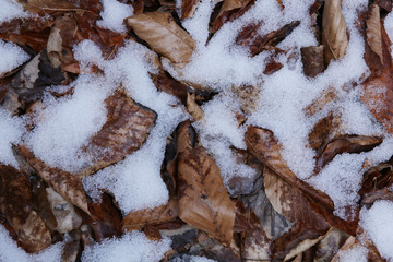 Background texture of dry autumn red-brown leaves with snow. Pattern, banner.