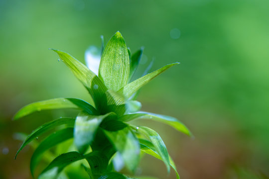 Close up of Tonina fluviatilis aquatic plant growth in soft water