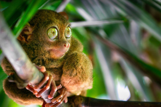 tarsier bohol philippines wildlife