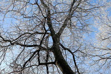 Tree against sky in winter time