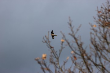Weiblicher Turmfalke (Falco tinnunculus) im Flug