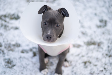 puppy wearing cone outside on a snowy day