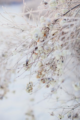  Frozen trees covered with hoarfrost and snow, cold winter day