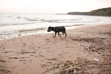 Old and sick black and gray-haired Spaniel cheerfully beats along the beach. Soft focus photo