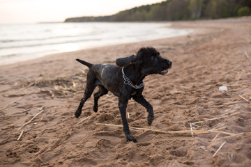 Old and sick black and gray-haired Spaniel cheerfully beats along the beach. Soft focus photo