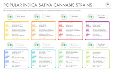 Popular Indica Sativa Cannabis Strains horizontal business infographic illustration about cannabis as herbal alternative medicine and chemical therapy, healthcare and medical science vector.