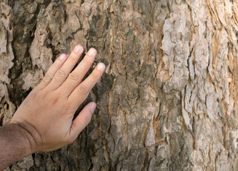 Hands touch the big tree