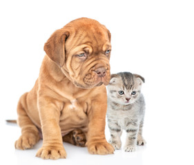 Baby kitten stands with mastiff puppy. isolated on white background