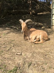 goat