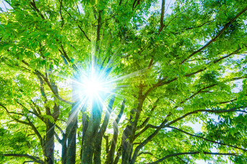 新緑の木と木漏れ日