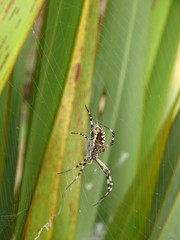 araignée